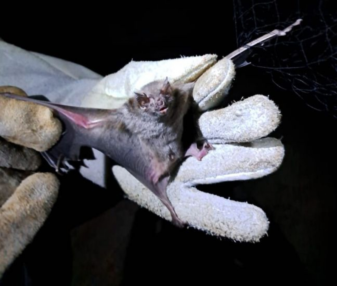 Cidasc emite alerta para focos de raiva em municípios do Sul