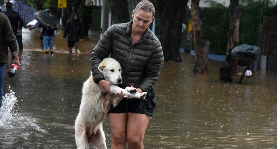 (Vídeo) Animais de estimação são resgatados após chuvas no RS; tutores são procurados