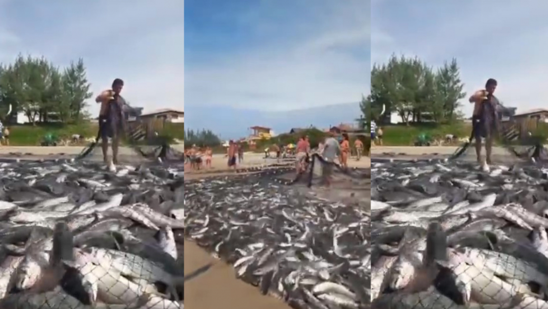 Primeiro dia da safra da tainha tem captura de três toneladas em SC