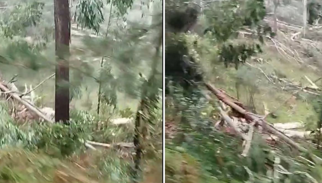 Vídeo: tornado derruba e arranca árvores em cidade do Oeste de SC