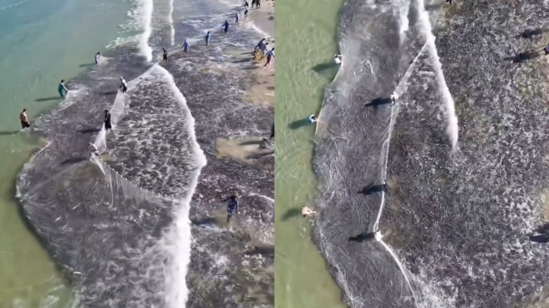 Prepare o pirão: mais de 40 mil tainhas são pescadas na Praia de Naufragados