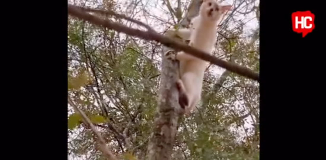 (Vídeo) Gato fica 'agradecido' após ser resgatado e entregue ao tutor no RS 