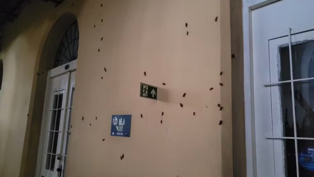 Água do Guaíba enche esgotos e baratas invadem ruas em Porto Alegre