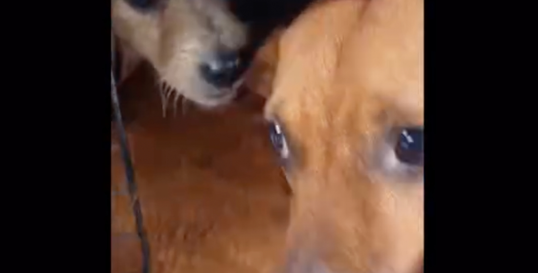 (Vídeo) Voluntária consegue barco e resgata mais de 40 cães durante enchente no RS