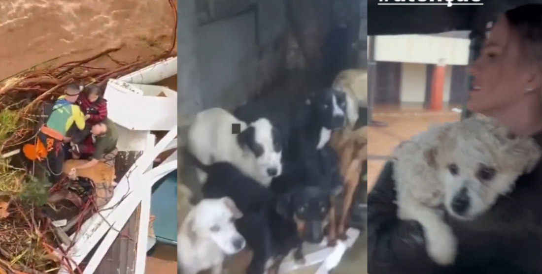 Equipes atuam no resgate de animais afetados e ilhados por causa das chuvas em Canoas