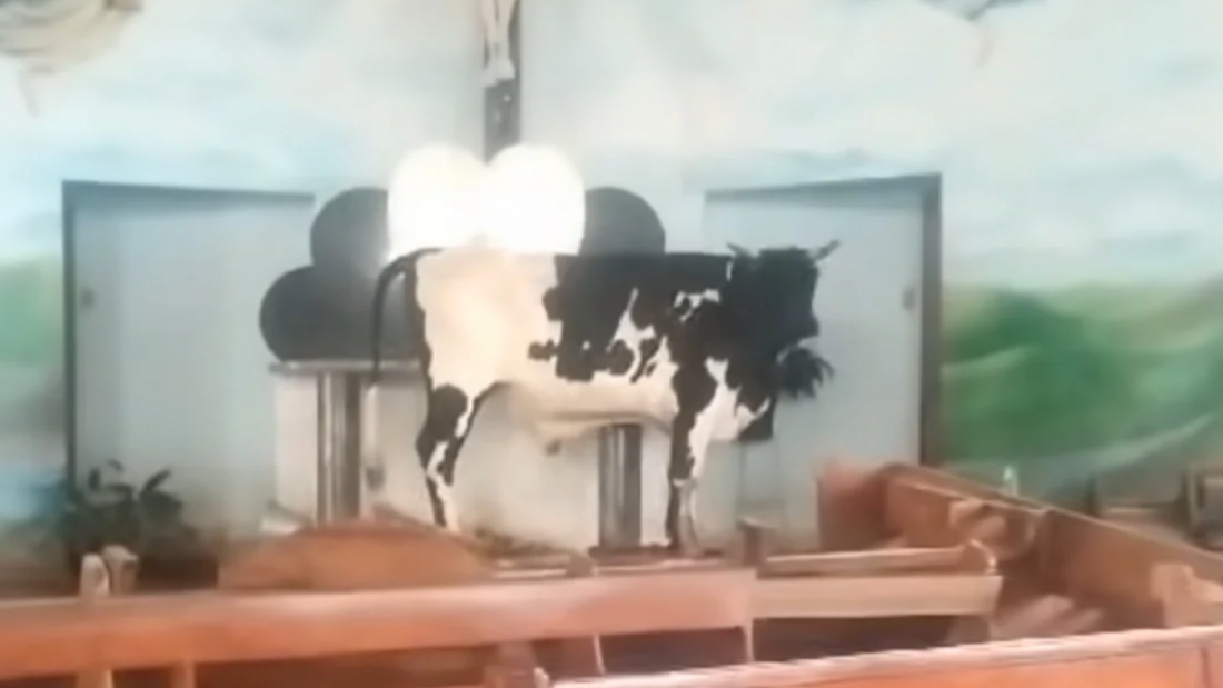 (Vídeo) Boi encontra refúgio em altar de igreja durante enchentes no Rio Grande do Sul