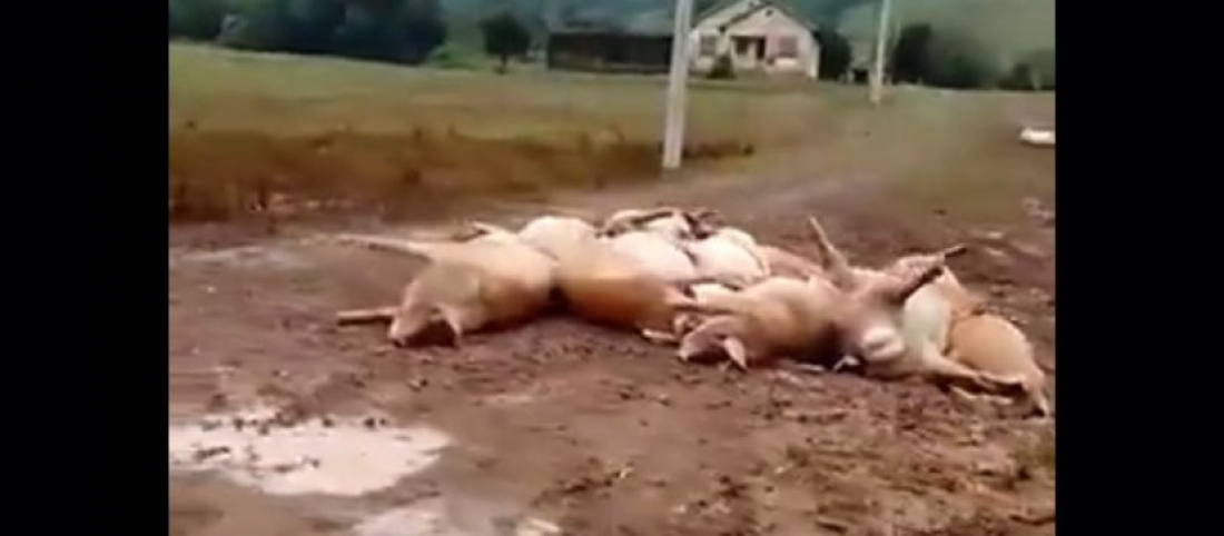 (Vídeo) Com o abaixamento das águas, cenário na zona rural é desolador no RS