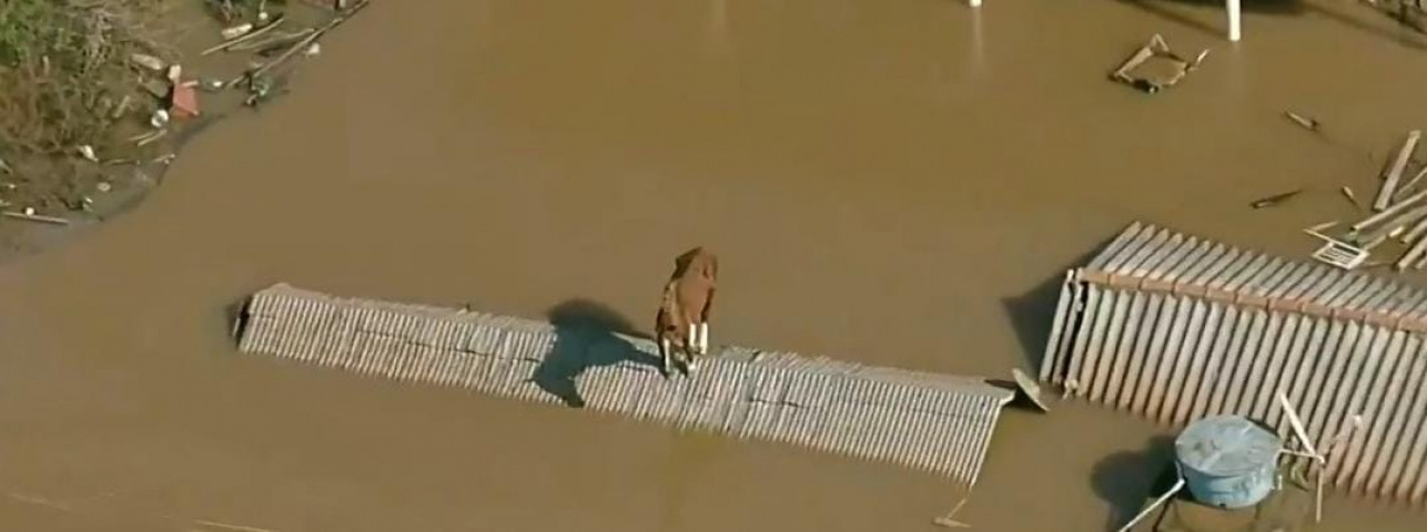 Cavalo fica ilhado em cima do telhado de casa e Canoas (RS)
