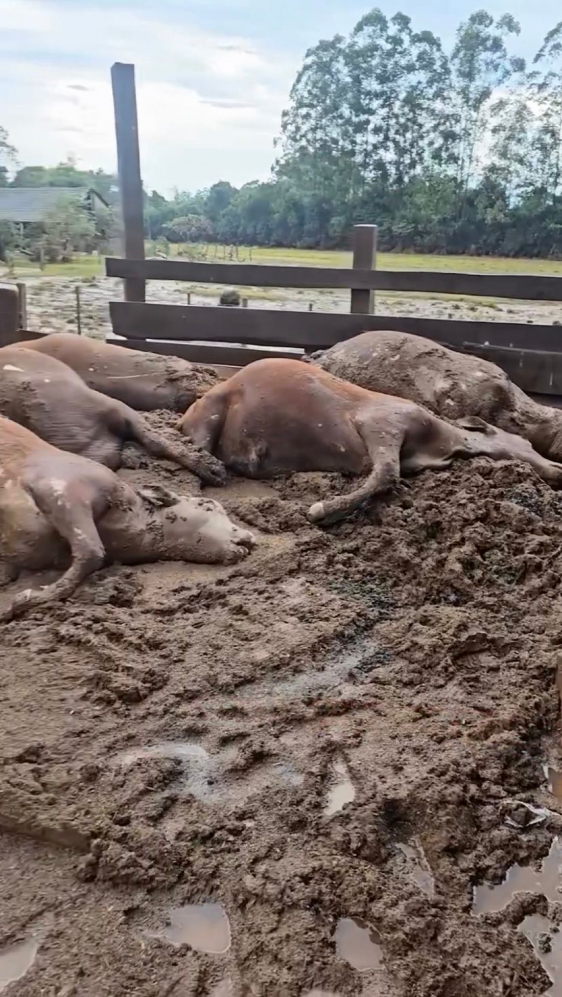 Cena forte: produtores rurais enfrentam perdas devastadoras no RS