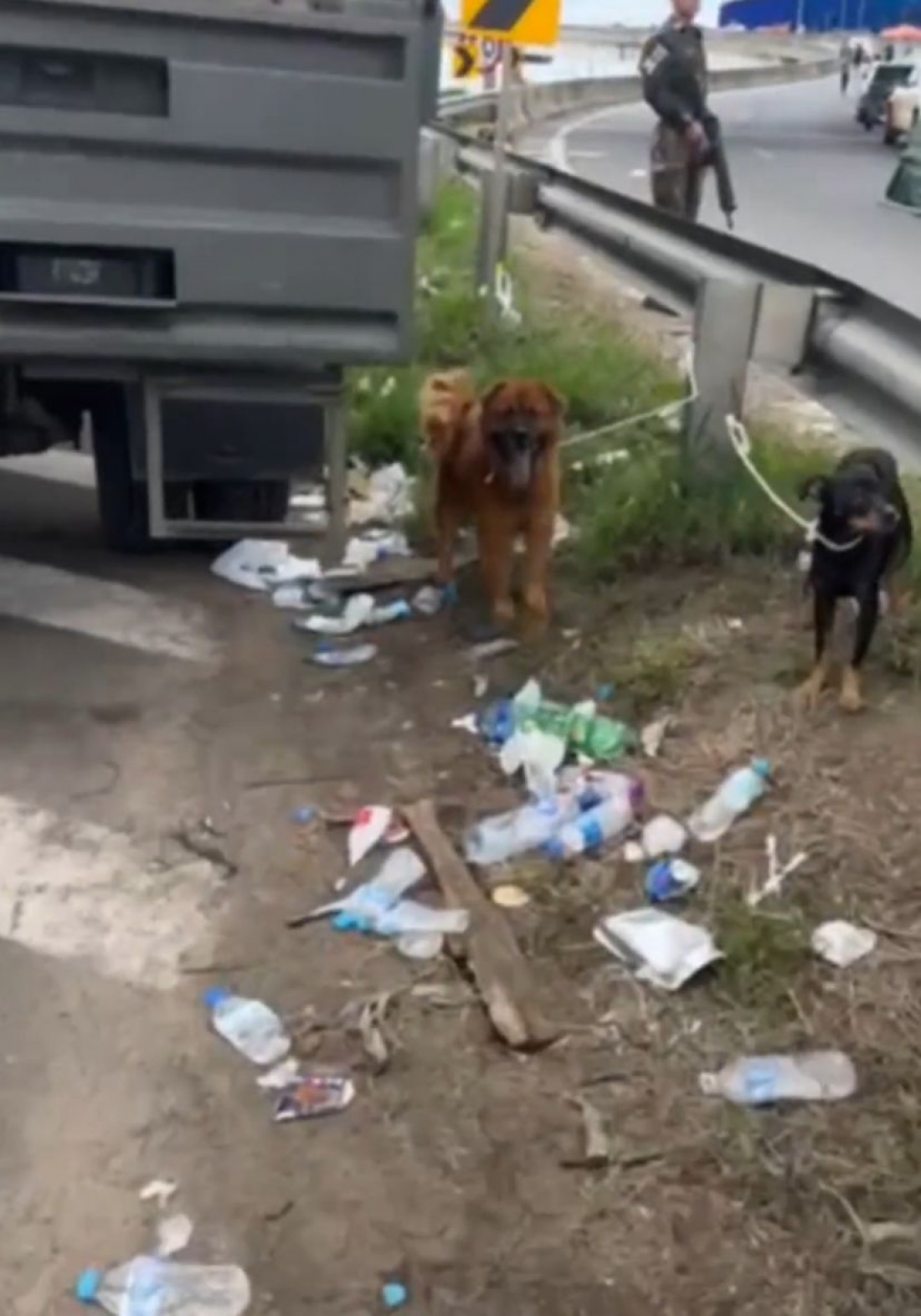 RS: animais resgatados recebem cuidados de voluntários em frente a Arena do Grêmio