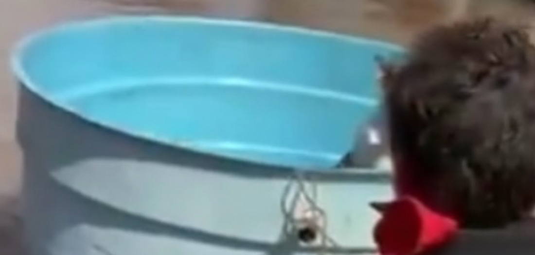 (Vídeo) Homem dá 'jeitinho brasileiro'para salvar cachorros durante as cheias no RS