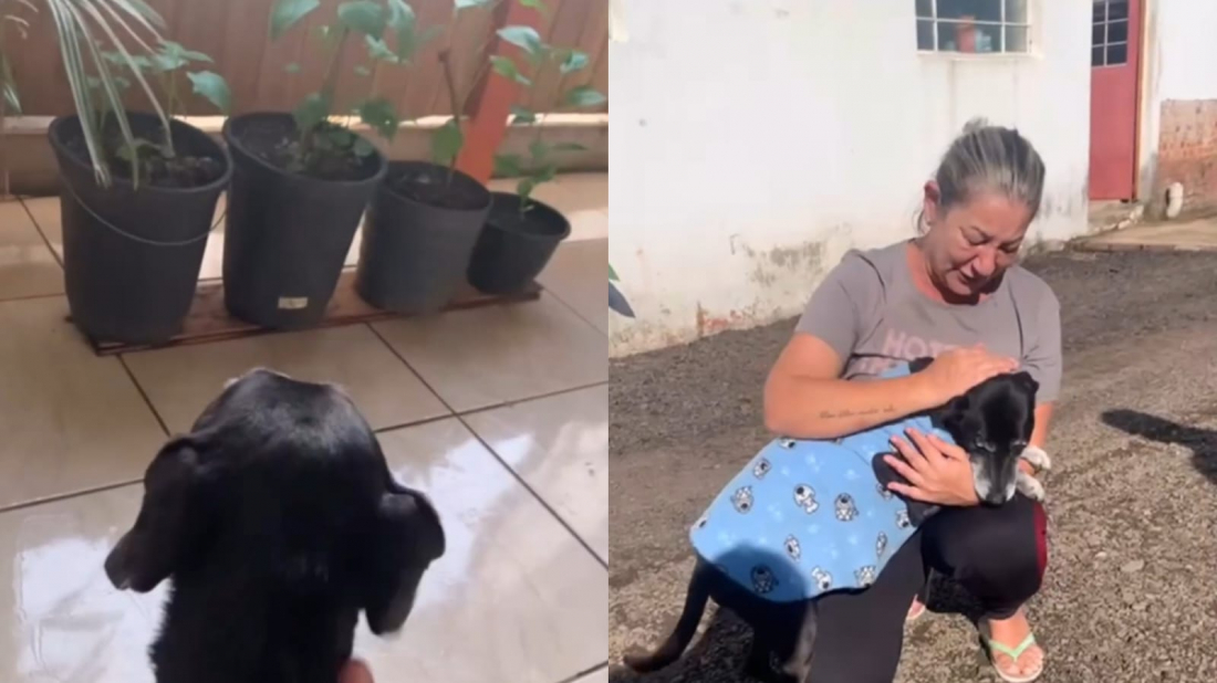 Chuvas no RS: reencontro de cão batatinha com sua tutora emociona