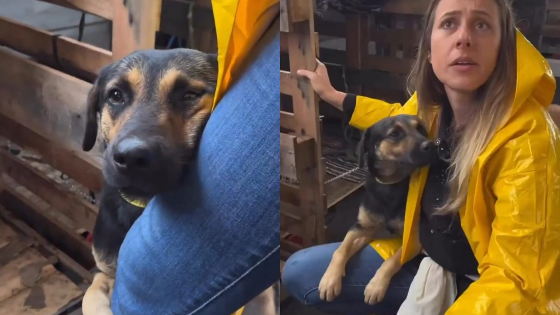 Após ser resgatado em meio às enchentes no RS, cachorro se agarra a perna de voluntária catarinense