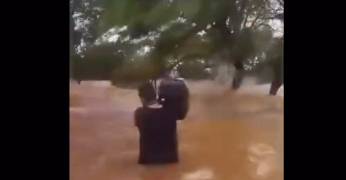 (Vídeo) Homem se arrisca e salva vários gatinhos em casa alagada pelo Guaíba em Porto Alegre/RS