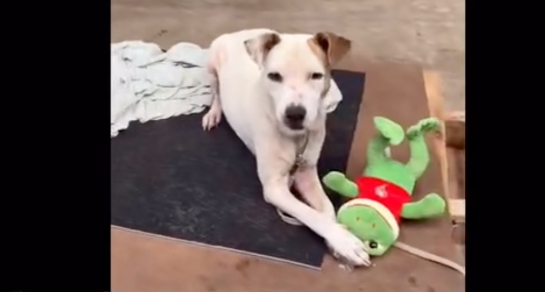 (Vídeo) Cães resgatados no Rio Grande do Sul ganham ursinhos de pelúcia em abrigo 