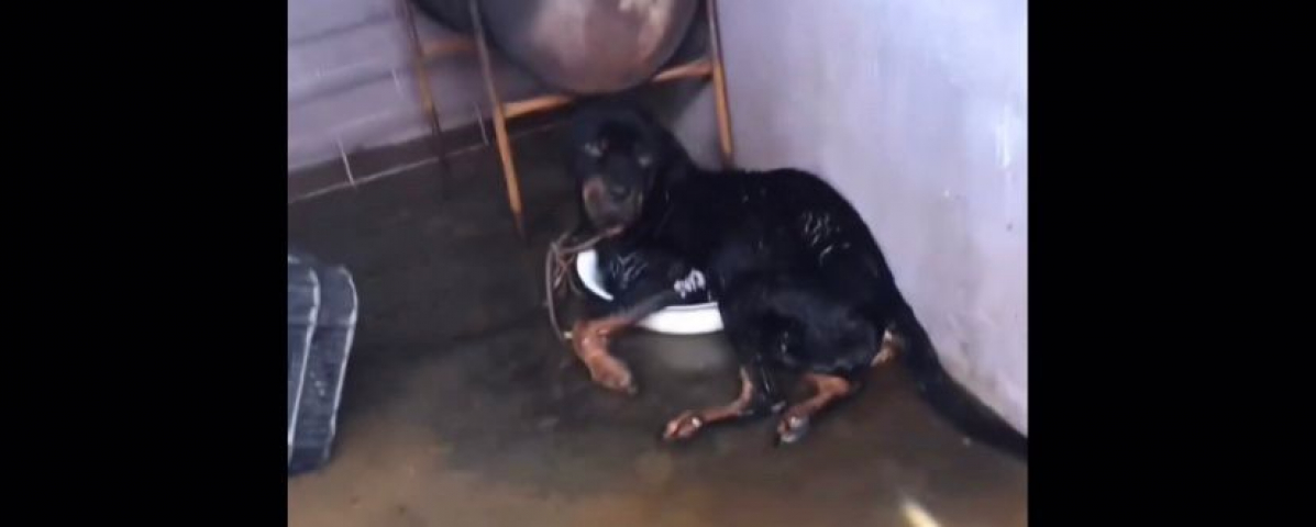 (Vídeo) Voluntária chora e 'pede desculpa' ao encontrar cadela acorrentada e sem comer no RS