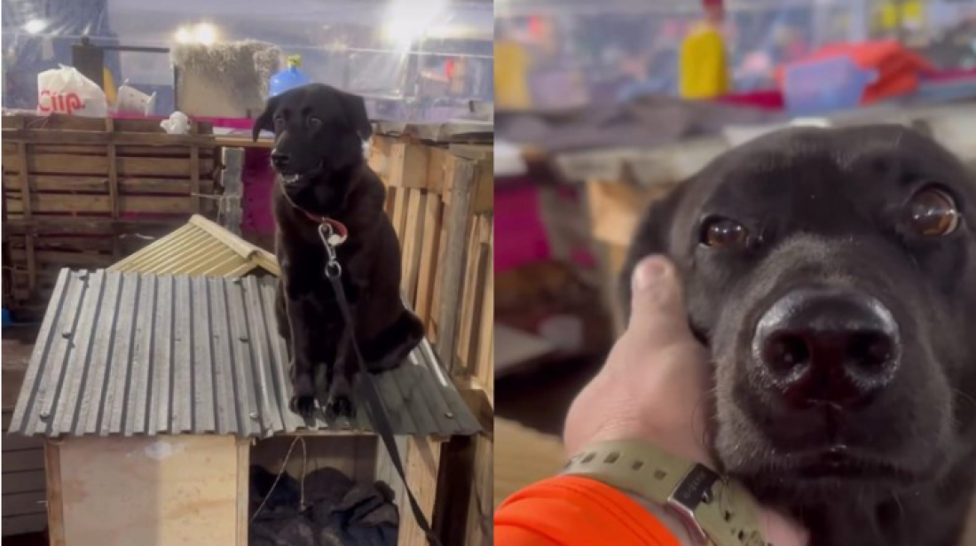 (Vídeo) Trauma: cão resgatado de enchente no RS sobe no telhado de casinha montada em abrigo