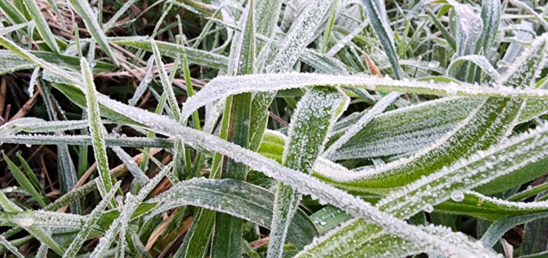SC registra geadas e dia deve ser o mais frio já registrado no ano