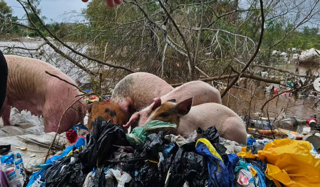 (Vídeo) Duas leitoas e seus muitos filhotes são resgatados durante a cheia no RS