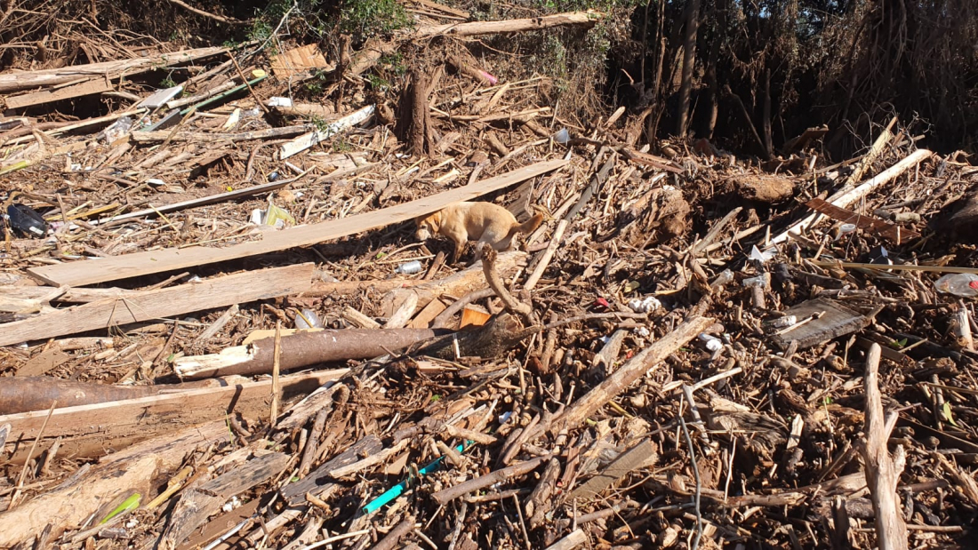 Vídeo mostra momento em que cão de busca dos bombeiros de SC encontra corpo em Cruzeiro do Sul
