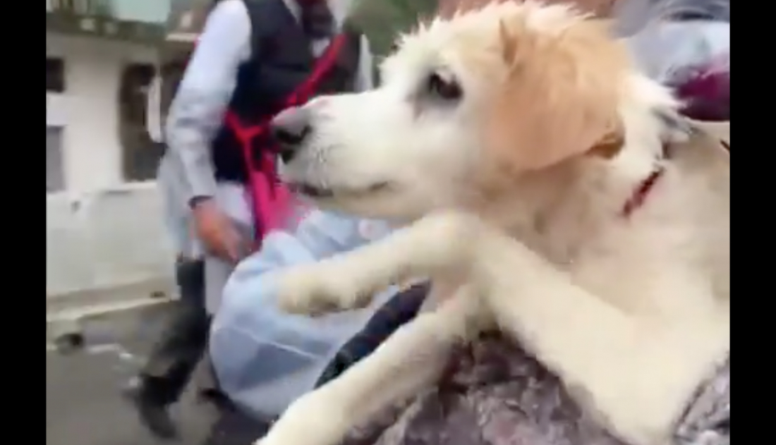 (Vídeo) Cãozinho continua 'nadando' no colo de voluntária mesmo após ser resgatado em Canoas/RS