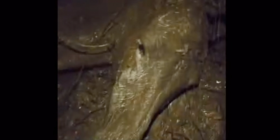 (Vídeo) Resgate chega para égua que ficou ilhada e caiu na água no RS; mas ela não resiste