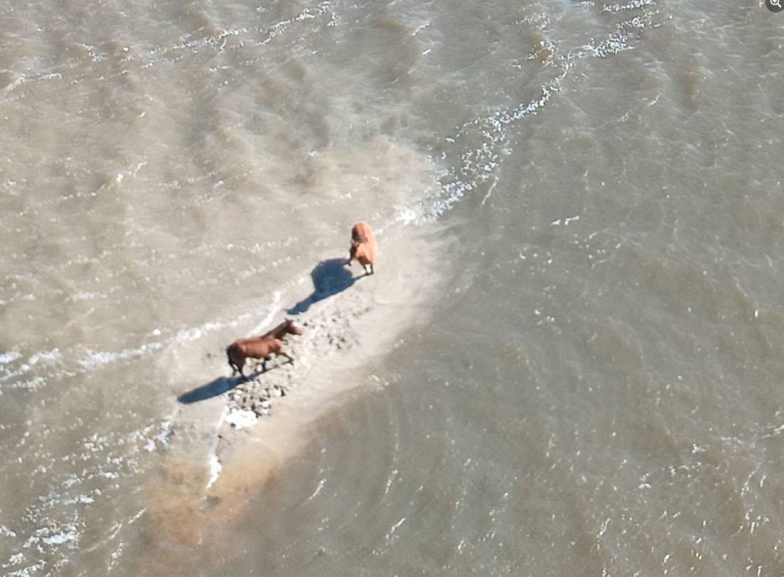 (Vídeo) Oito voluntários resgatam cavalos isolados na Ilha da Torotama, no Rio Grande do Sul