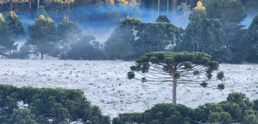 FOTOS: Serra de SC amanhece com temperaturas 'congelantes' e termômetros abaixo de zero