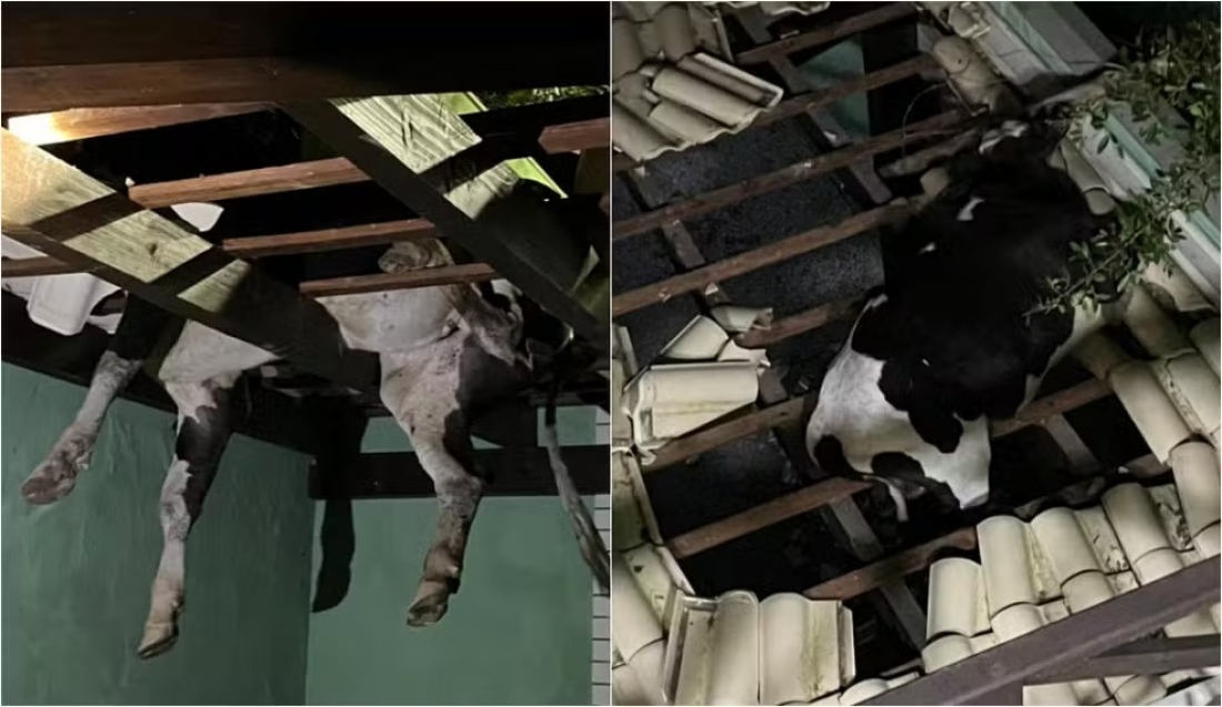 Boi cai e fica pendurado em cima de telhado em Governador Celso Ramos