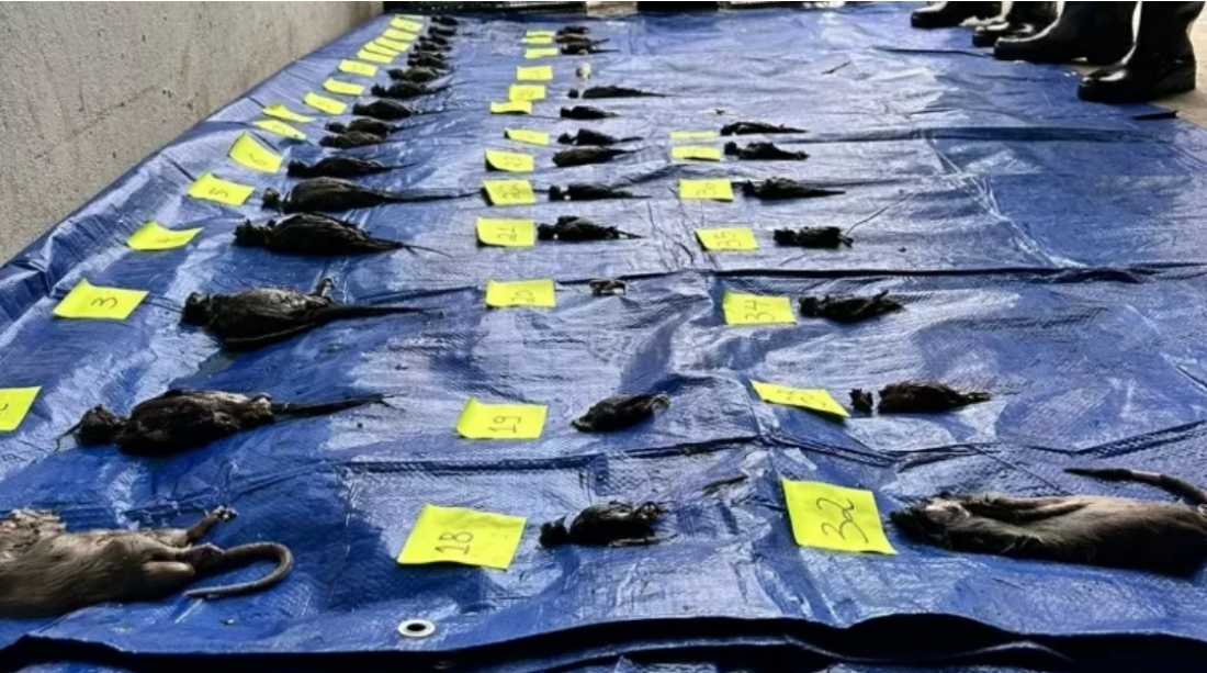 Cheias no RS: petshop salvou computadores, mas deixou animais em subsolo tomado pela enchente