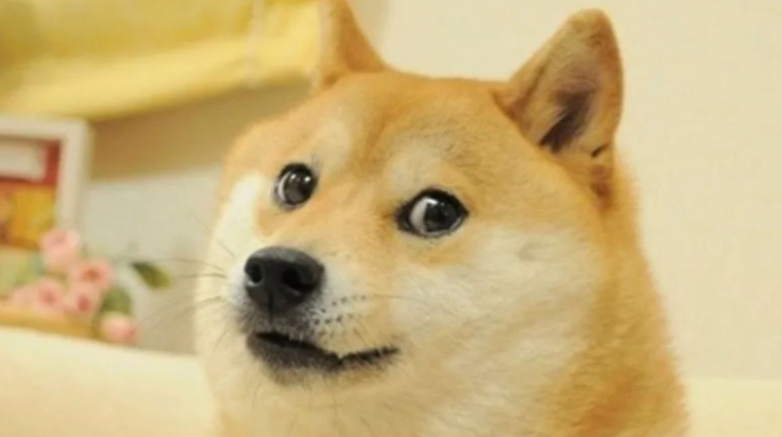 Morre Kabosu, cadela que inspirou memes e logo da criptomoeda