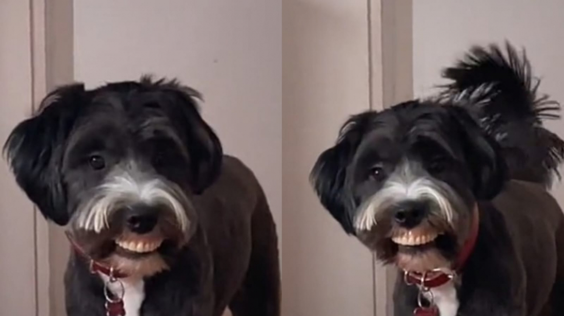 Cachorro viraliza ao 'roubar' dentadura e exibir sorriso