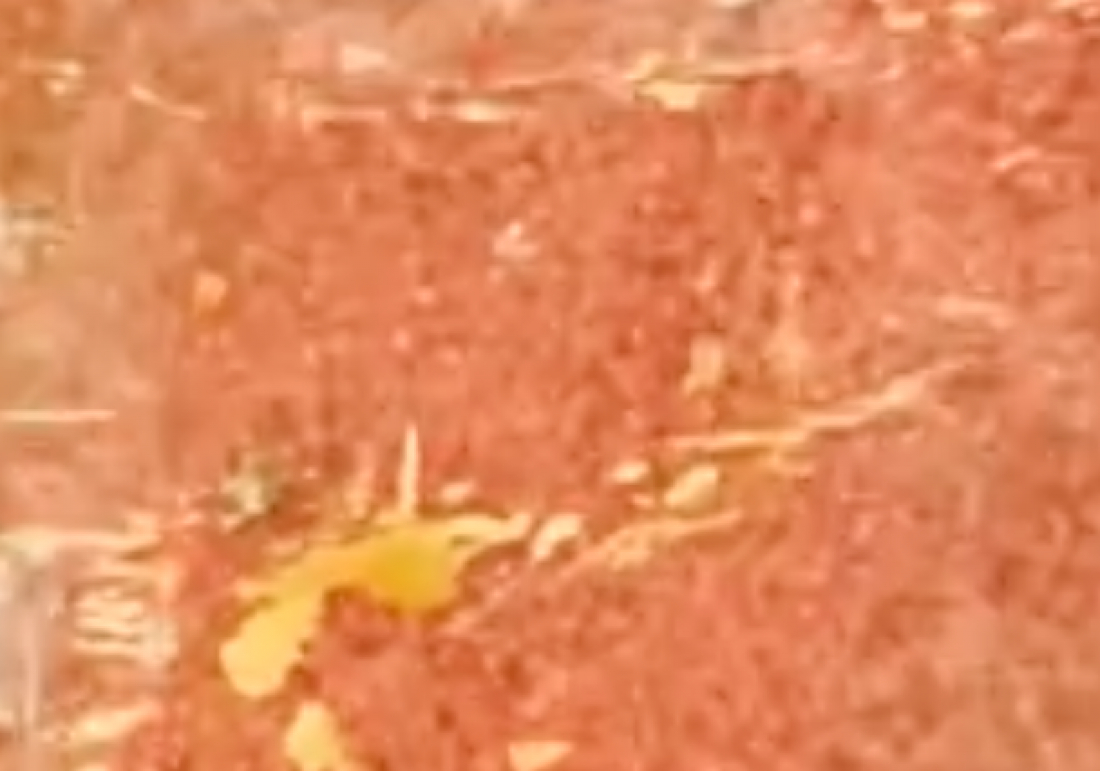 (Vídeo) Estranhos bichinhos são vistos se agrupando em áreas ainda alagadas do RS; veja