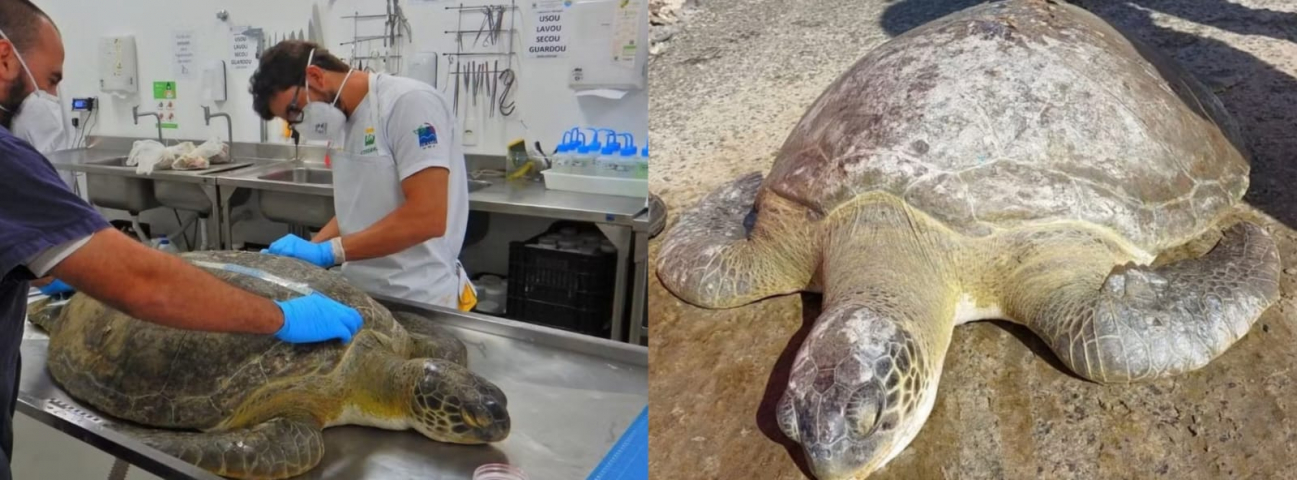 Em SC: tartaruga de 24 anos com cicatriz de 1,5 metro causada por anzol passa por eutanásia 