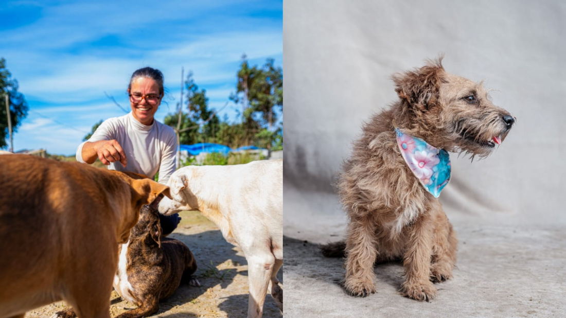 Abrigo de animais na Praia do Sol recebe ajuda de fotógrafos voluntários para incentivar adoção