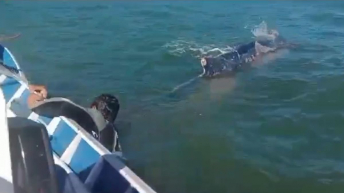 Pescadores salvam baleia que ficou presa em rede de pesca em praia de SC