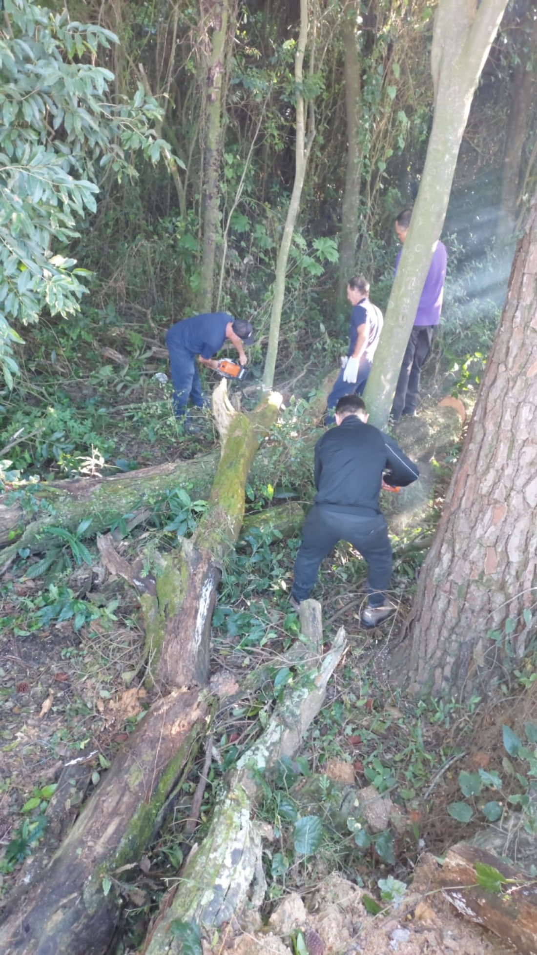Capivari de Baixo começa supressão de árvores próximas a ponte Stélio Boabaid