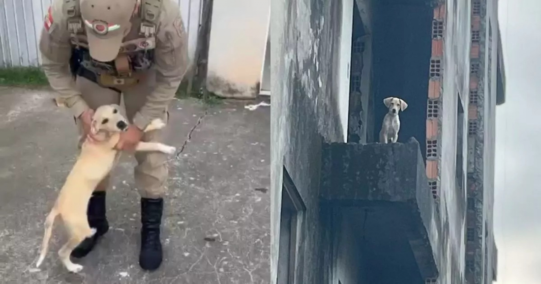 Cachorro agradece policiais após ser resgatado de prédio abandonado em Joinville