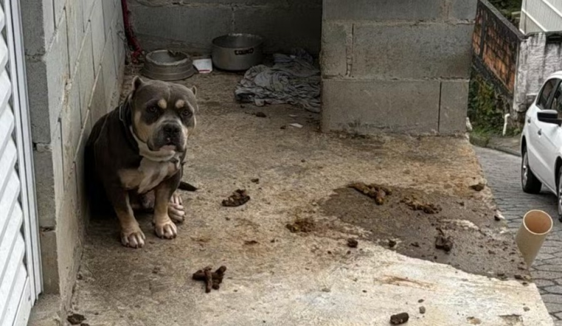 Cão mantido acorrentado e sem água é resgatado e tutor é preso por maus-tratos e tráfico em Florianópolis