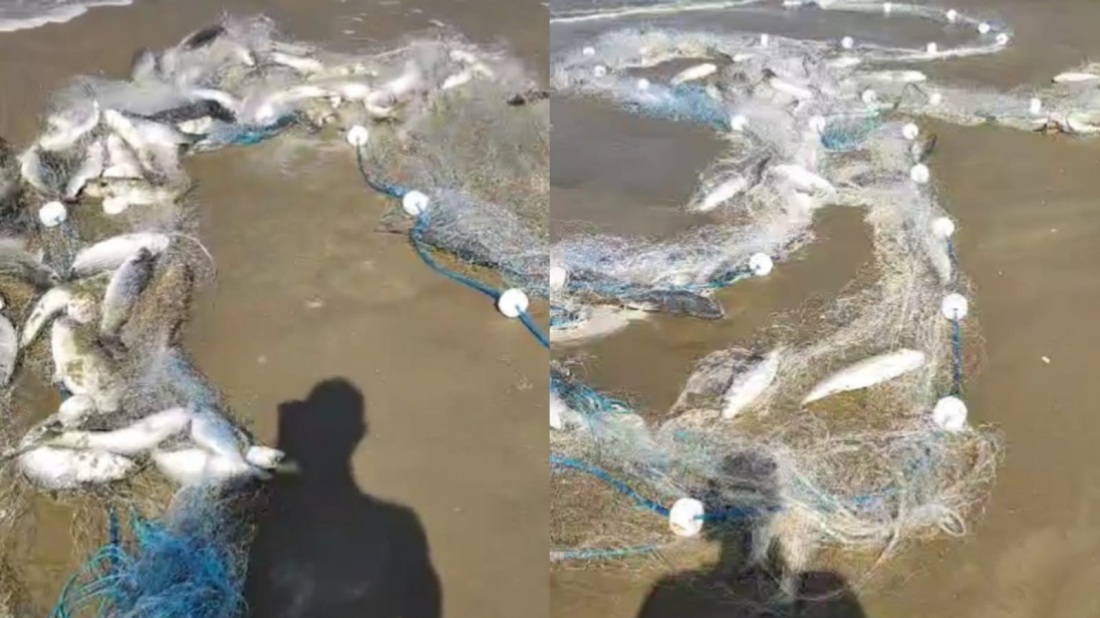 Pescadores comemoram tainhas na Praia do Arroio Corrente em Jaguaruna