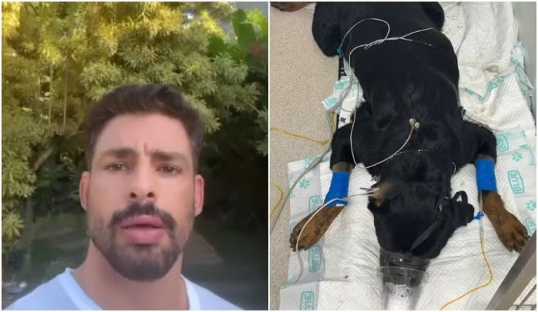 “Maldade”, desabafa Cauã Reymond após seus cachorros sofrerem envenenamento