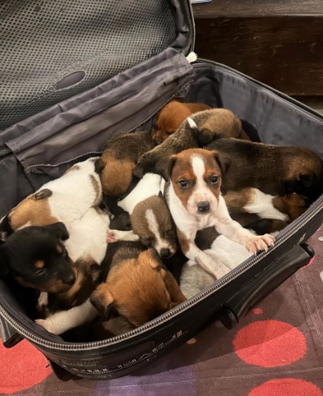 Mala com 13 filhotes de cachorro é abandonada em Criciúma