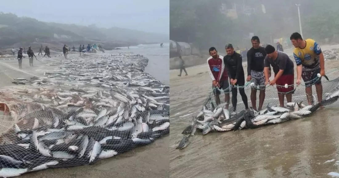 Coisa linda! Maior lanço do ano tem captura de 22 mil tainhas em Florianópolis