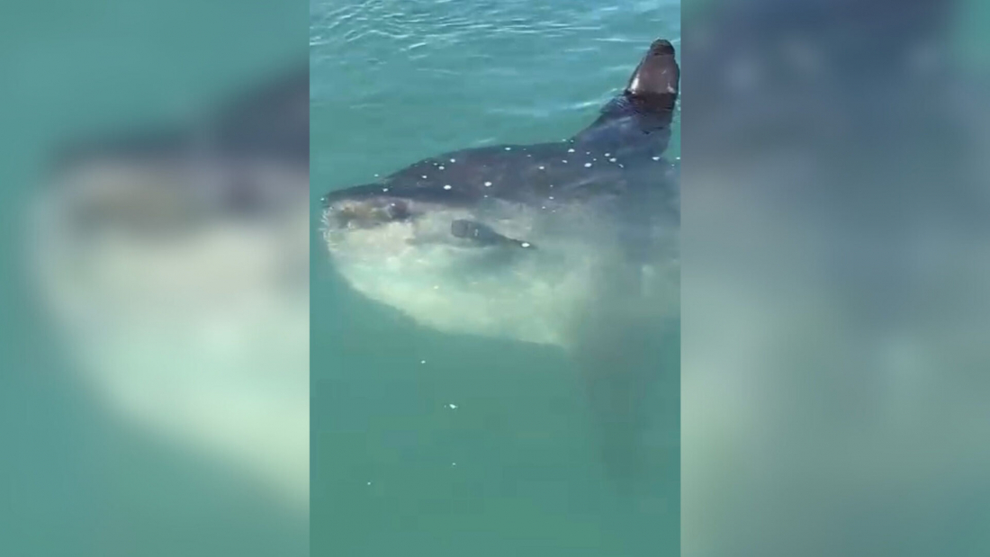 Peixe-Lua: espécie rara que pode chegar a 3 toneladas é avistada em praia no Sul de SC