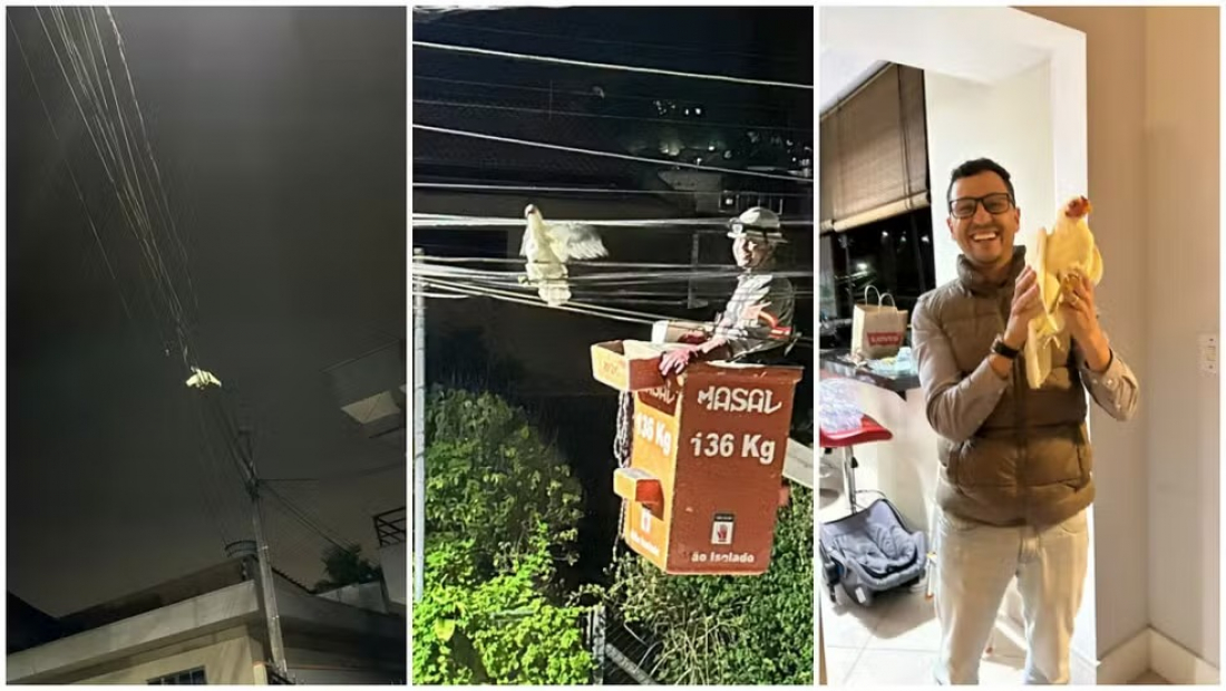 Voou: galinha fica presa a cabos telefônicos após pegar embalo e decolar em BC