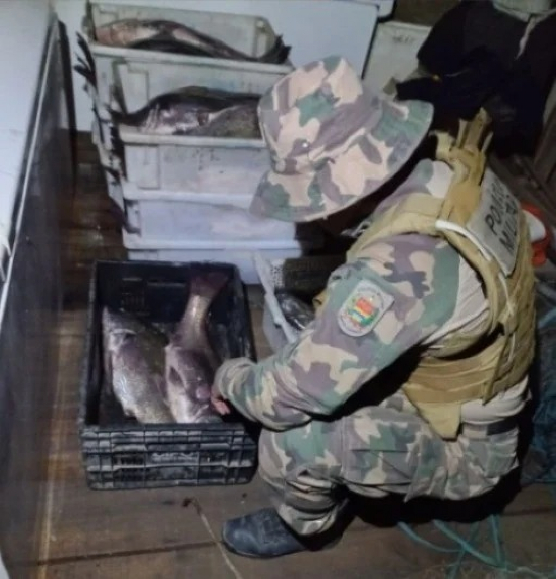 Polícia Ambiental apreende 700 kg de peixes cuja captura é proibida em Laguna
