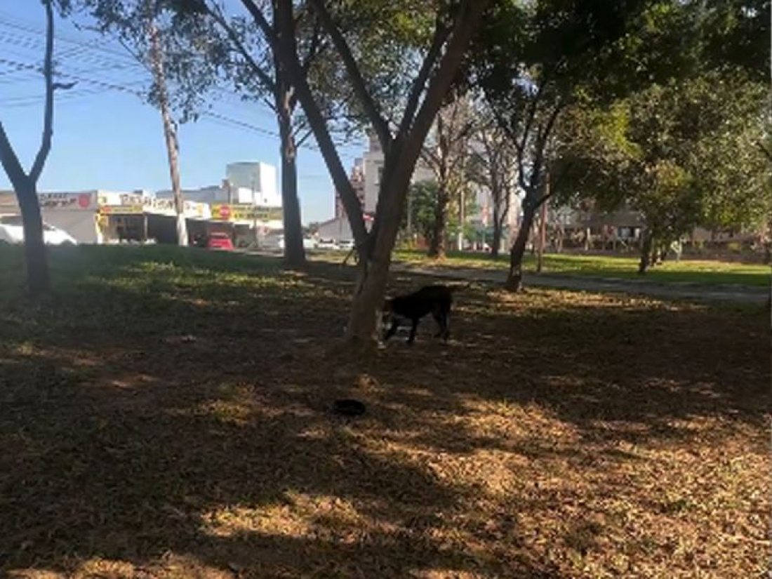 Pitbull invade terreno para atacar outro cachorro em Criciúma