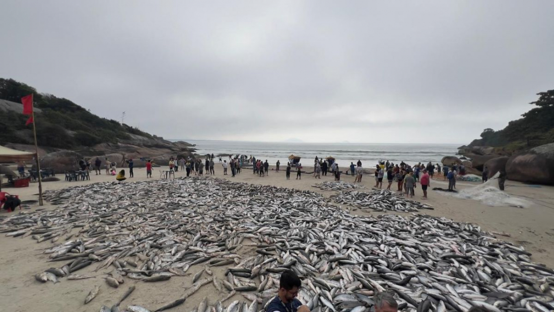 Safra tem mais de 780 mil tainhas pescadas em SC e supera total de 2023