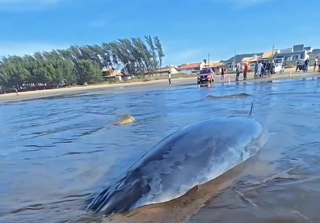 Morre a baleia que estava encalhada na Praia do Campo Bom