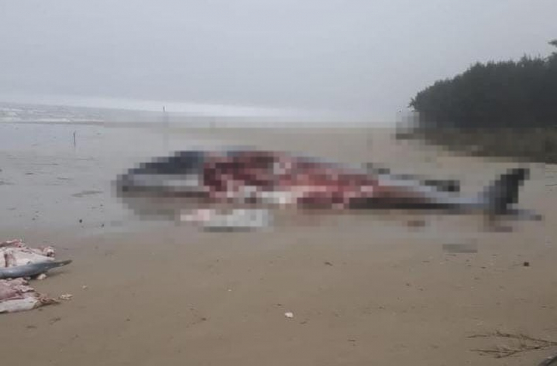 Baleia que morreu após encalhar na Praia do Campo Bom é enterrada nesta segunda (17)
